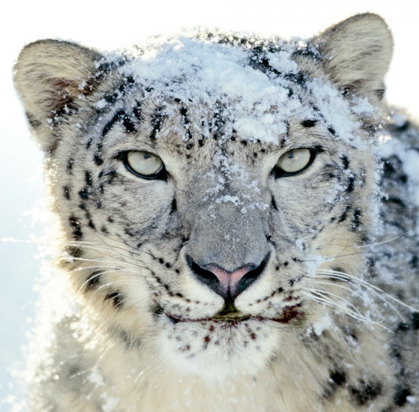 SchneeO